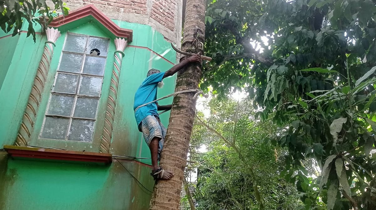নারকেলগাছের মরা ডাল কেটেই চলছে তৈয়ব আলীর সংসার