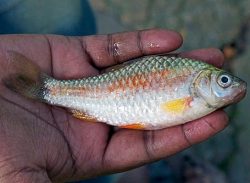 পুঁটি মাছের গায়ে বর্ষাকালে লাল রং আসে কেন