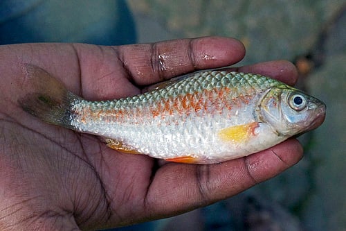 পুঁটি মাছের গায়ে বর্ষাকালে লাল রং আসে কেন