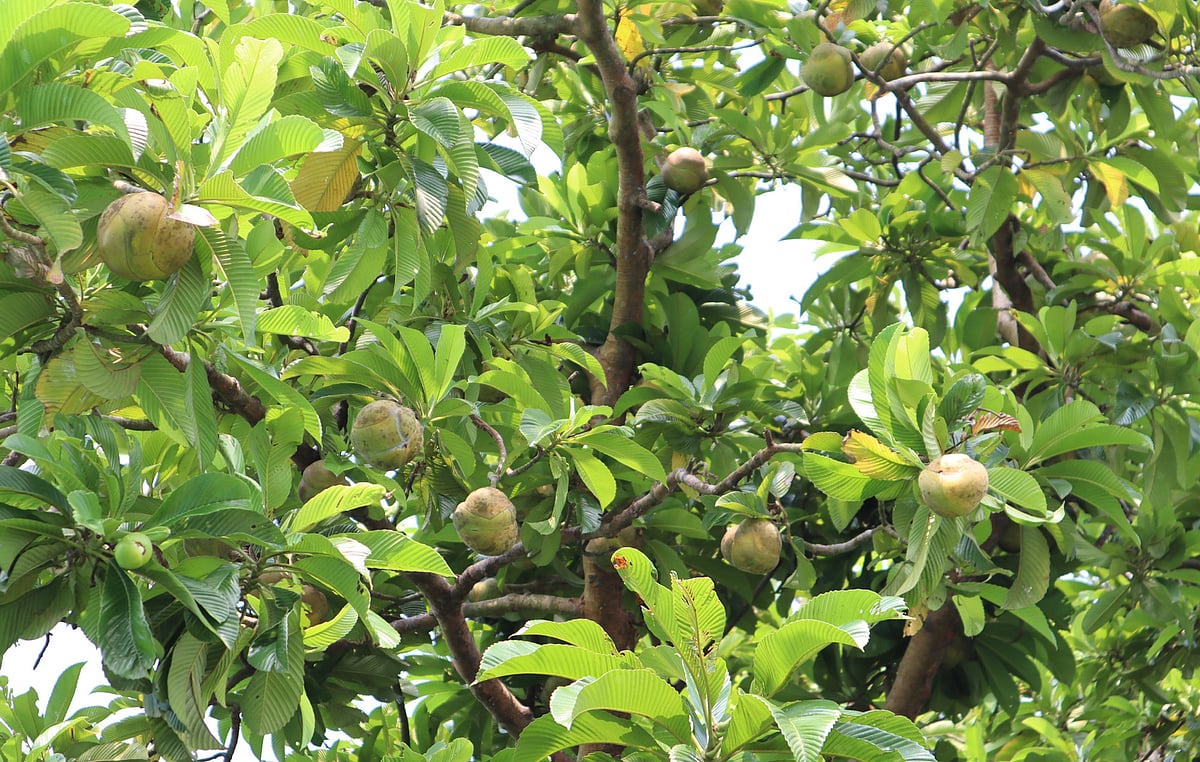 ফলের কদর থাকলেও অবহেলায় ঝরে চালতার ফুল