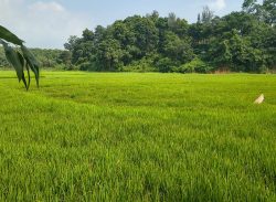বাতাসে একসঙ্গে দুলে ওঠে সারি সারি ধানগাছ, মনে হয় সবুজের ঢেউ