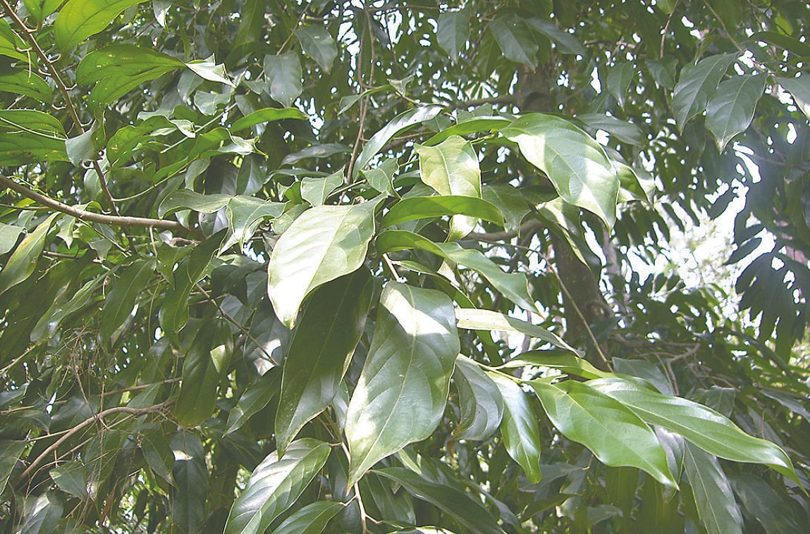 মহাবিপন্ন বৃক্ষ চালমুগরা