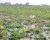 সবুজের মধ্যে সাদা-গোলাপির আটাইকিরি পদ্মবিল