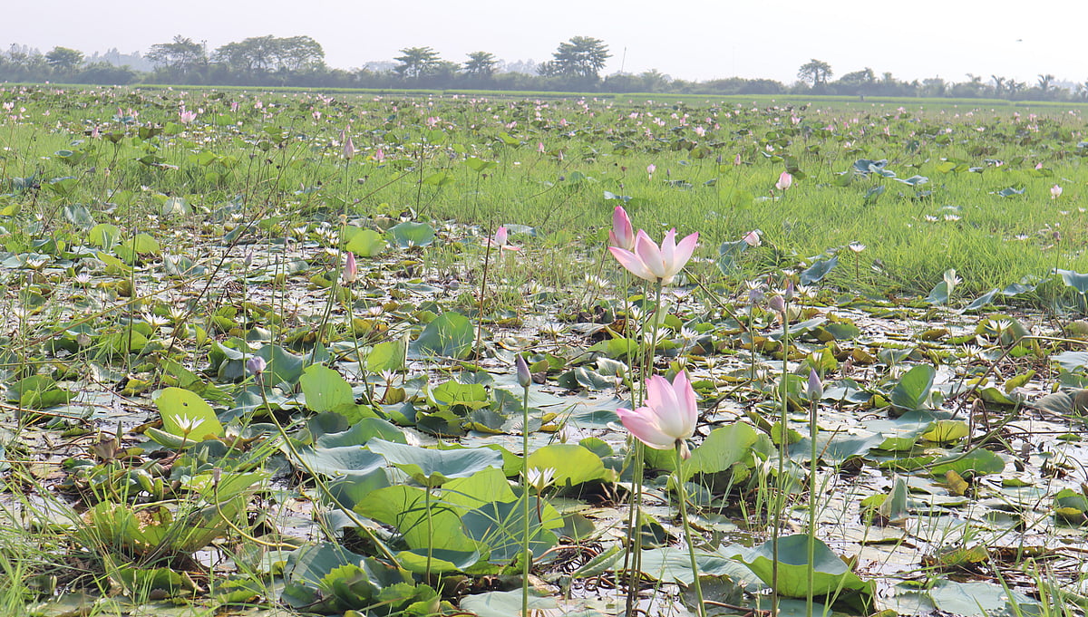 সবুজের মধ্যে সাদা-গোলাপির আটাইকিরি পদ্মবিল